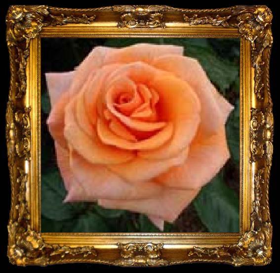 framed  unknow artist Pink Orange Rose, ta009-2